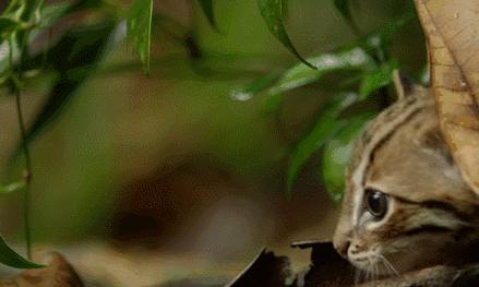 猫咪抓蟑螂吃了怎么办,猫咪吃了一点棉花会排出来吗