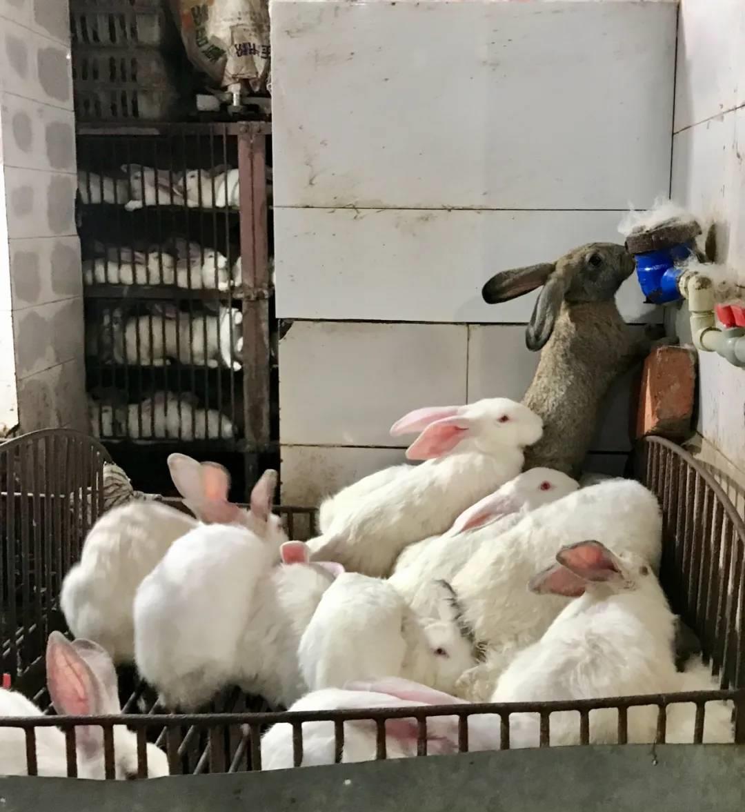 小白兔要怎么做好吃,小白兔又白又可爱