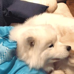 萨摩耶如何判断是不是串串,萨摩耶纯种和串子都有哪些区别