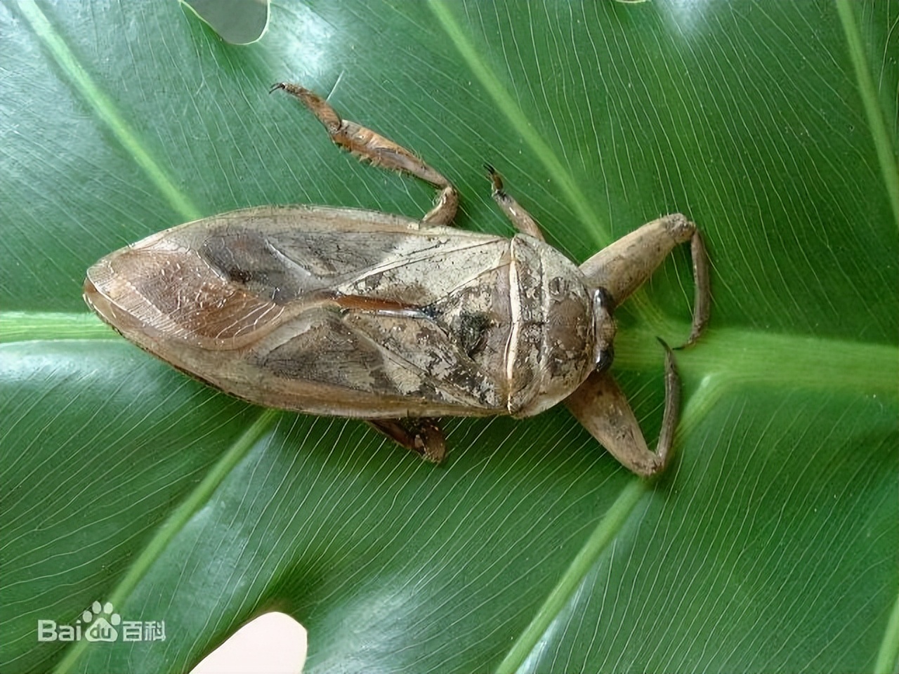 丛林探险美食大全,真正的丛林美食有哪些