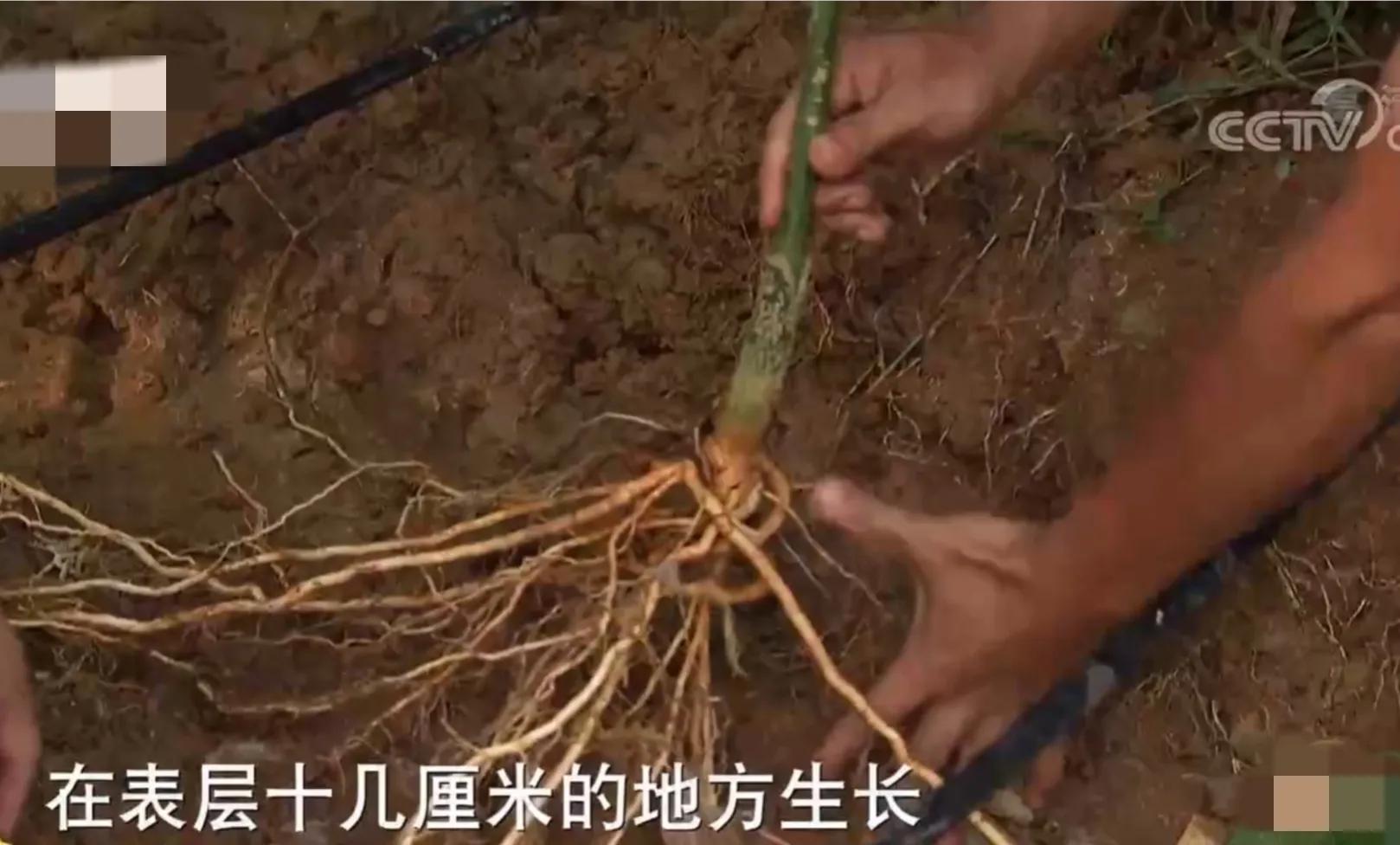 湖南小伙承包五千亩四年赚上千万,90后小伙承包15亩果园