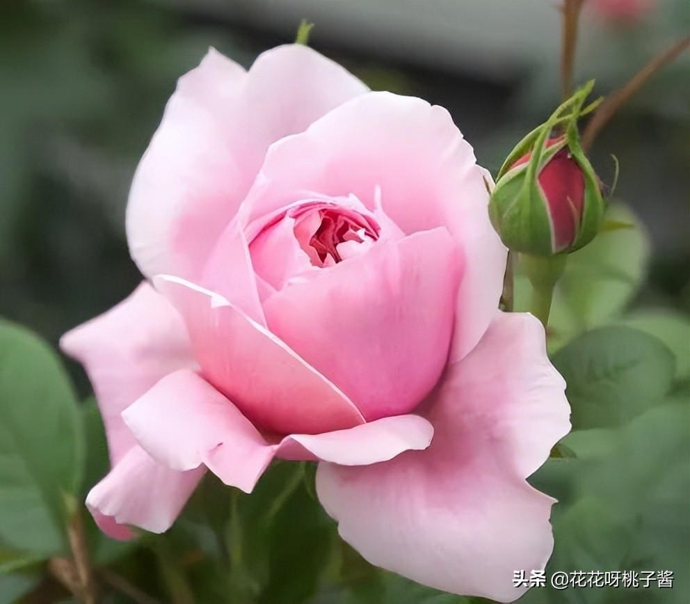 花期特别短暂开放好看的粉色月季,粉色可爱融化你的少女心月季