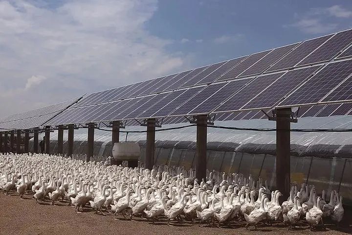 羽绒服全国缺货,羽绒服涨价相关事件