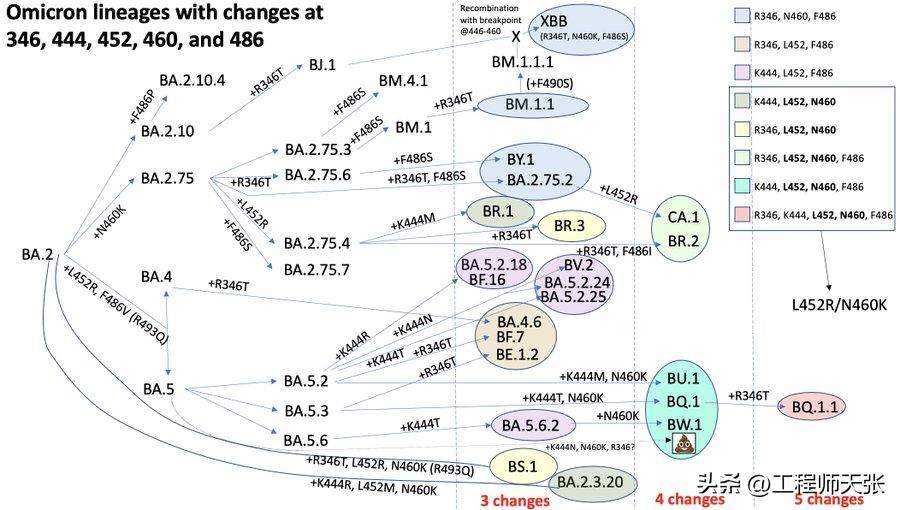 奥密克戎加速变异，地狱犬BQ.1.1来了！传染力致病力免疫逃逸咋样
