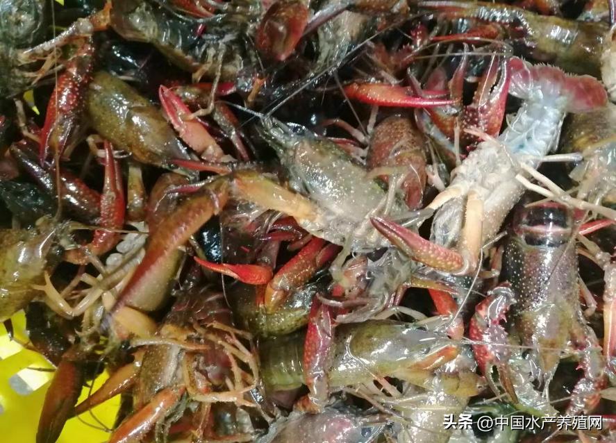 今日小龙虾价格库虾,小龙虾今日价格全国哪里最便宜