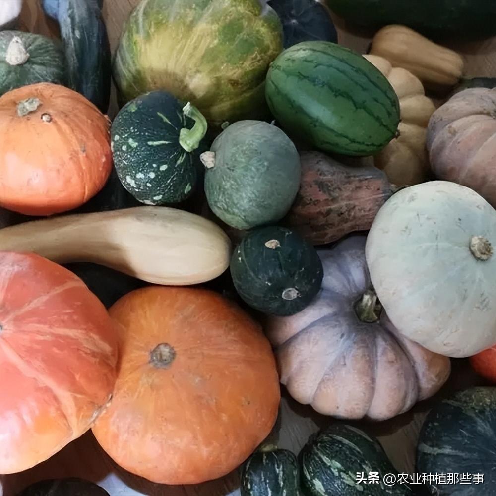 种植南瓜要除侧枝吗,种的南瓜结了瓜又黄了怎么回事