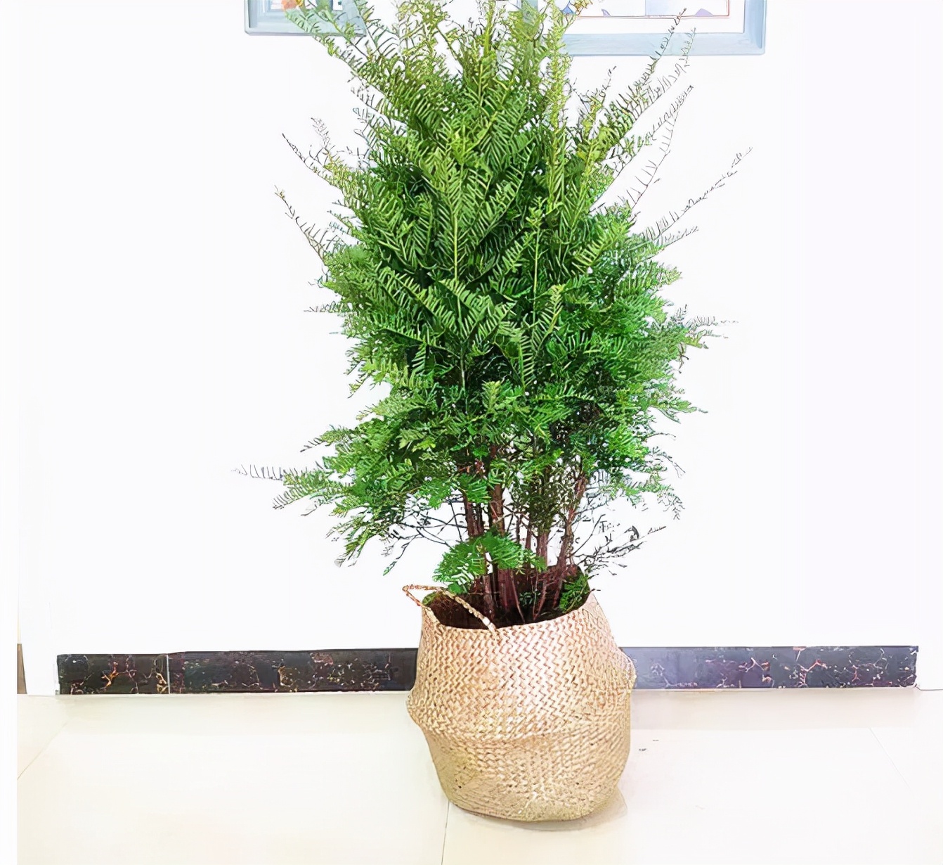 十种净化空气的绿化树,四季好养的吉祥树