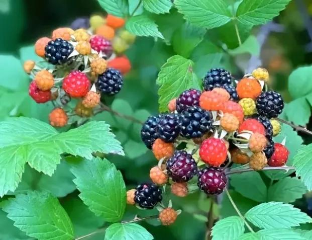 13岁女儿患重度抑郁症怎么办,13岁女儿重度抑郁症该怎么办