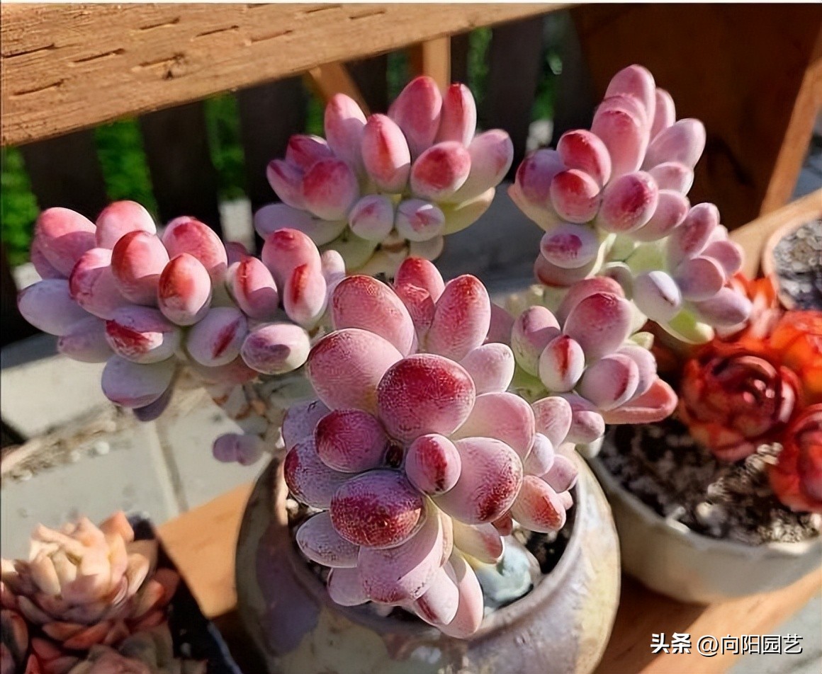 几十块的补光灯推荐,100元左右补光灯怎么选