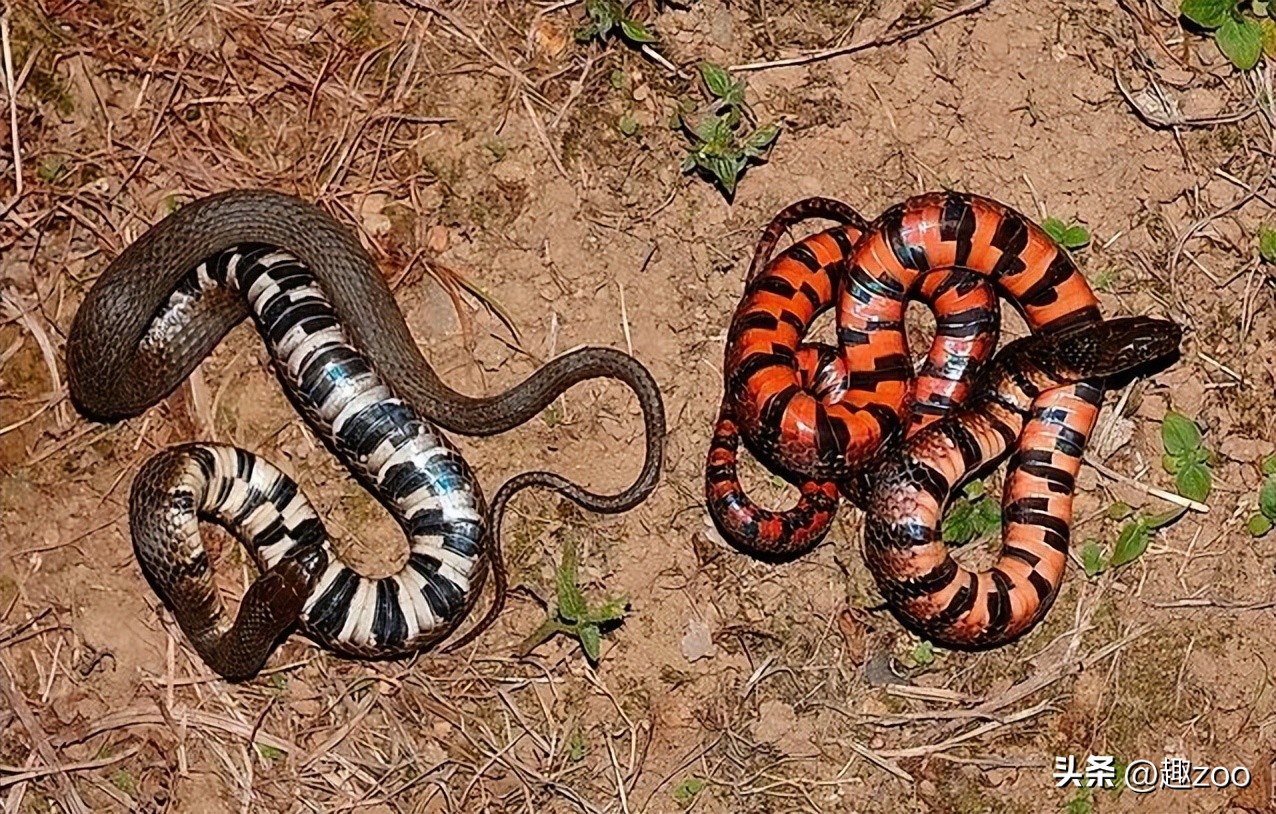 世界上的大蛇十大排名,中国十大蛇排行