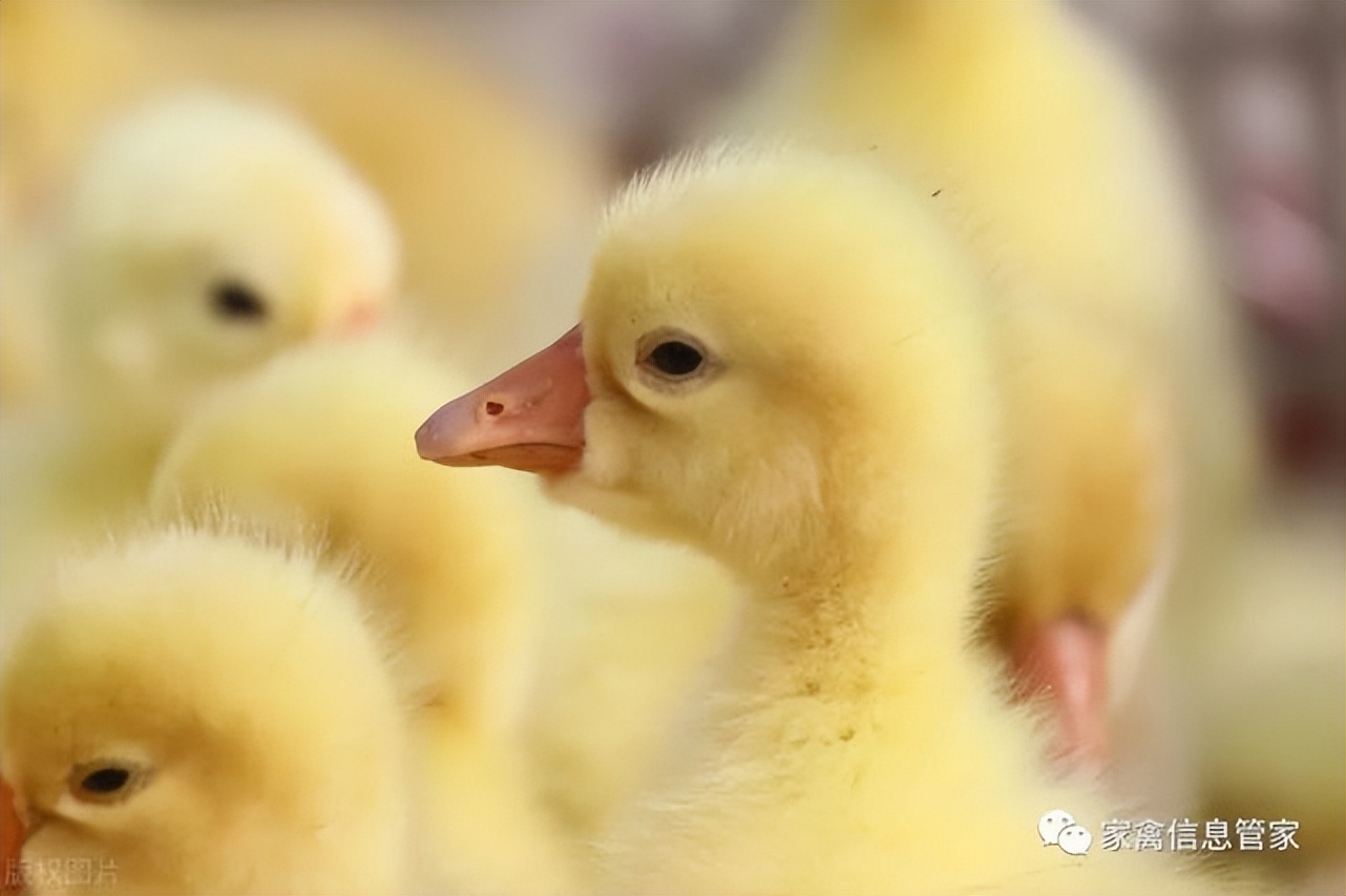 小鹅痛风怎么防止疼,小鹅痛风什么原因引起的