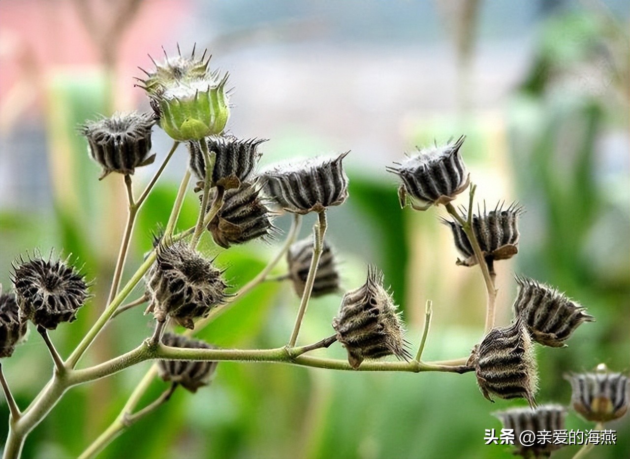 8090怀旧经典零食你都吃过哪些,中国最怀旧的58种经典零食
