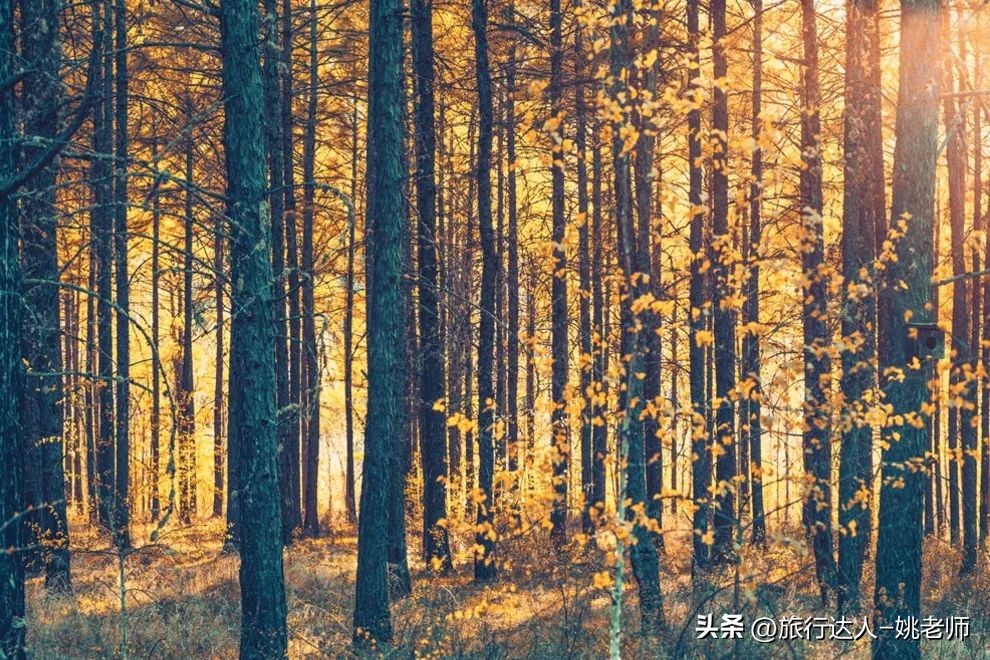 呼伦贝尔塞北草原旅行,呼伦贝尔金秋自驾游