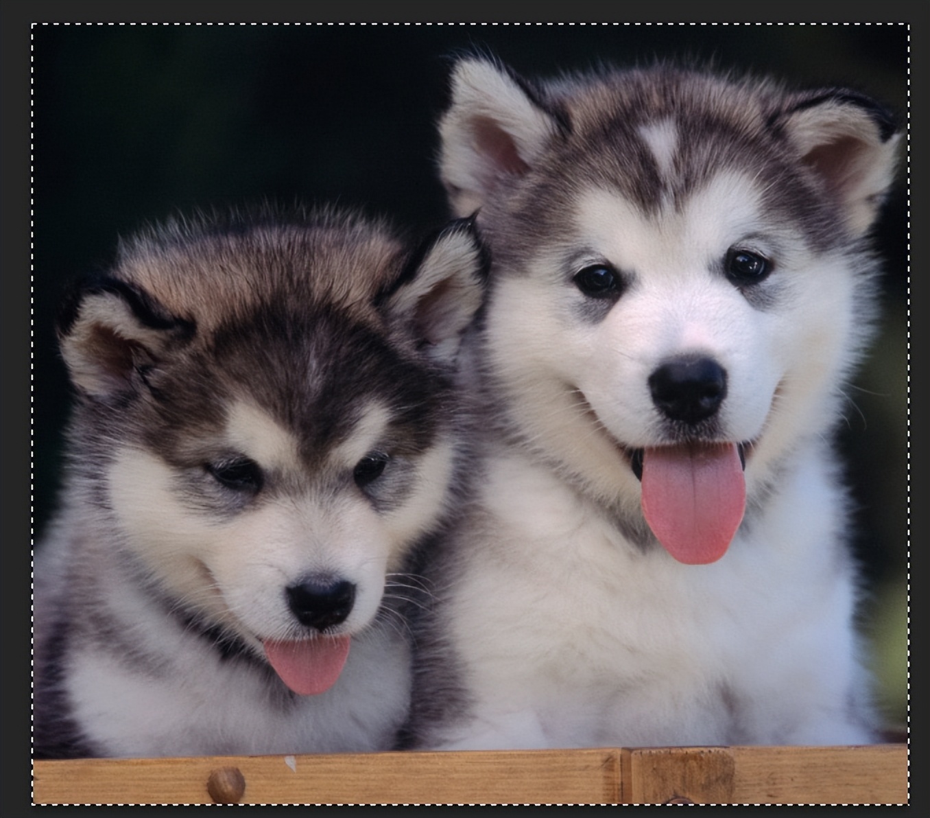 ps如何把照片放入相框,如何用ps给照片加相框