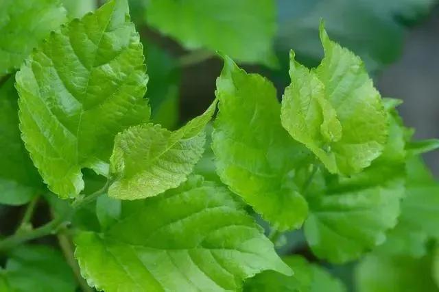 忆自然科技课养蚕