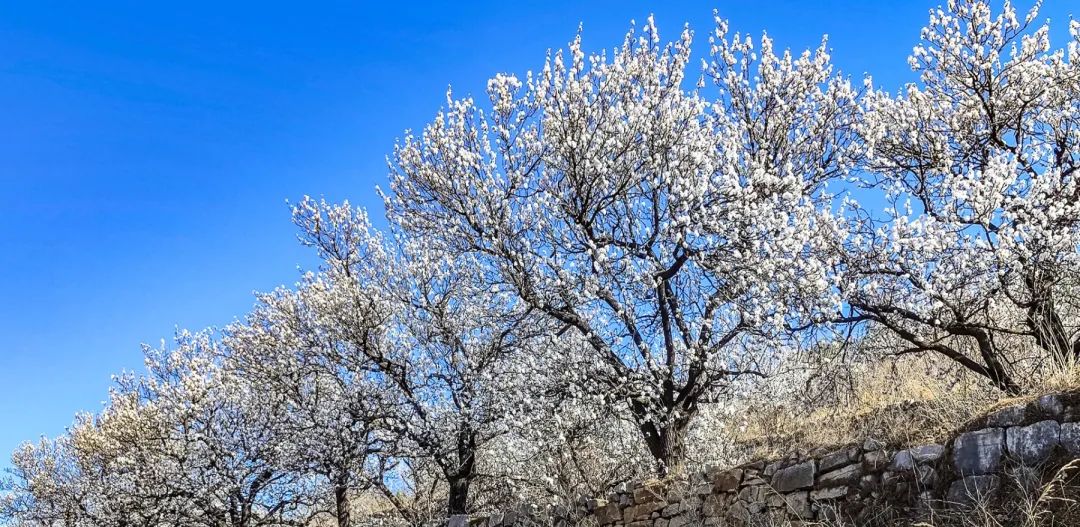 济南周边春天赏花全攻略,济南春日赏花攻略已送达