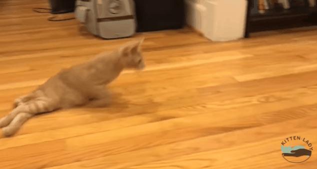 猫咪被我打的腿瘸了怎么办,猫咪跑跳都没事但走路腿瘸