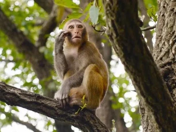 连云港旅游攻略花果山,连云港旅游攻略花果山连岛一日游