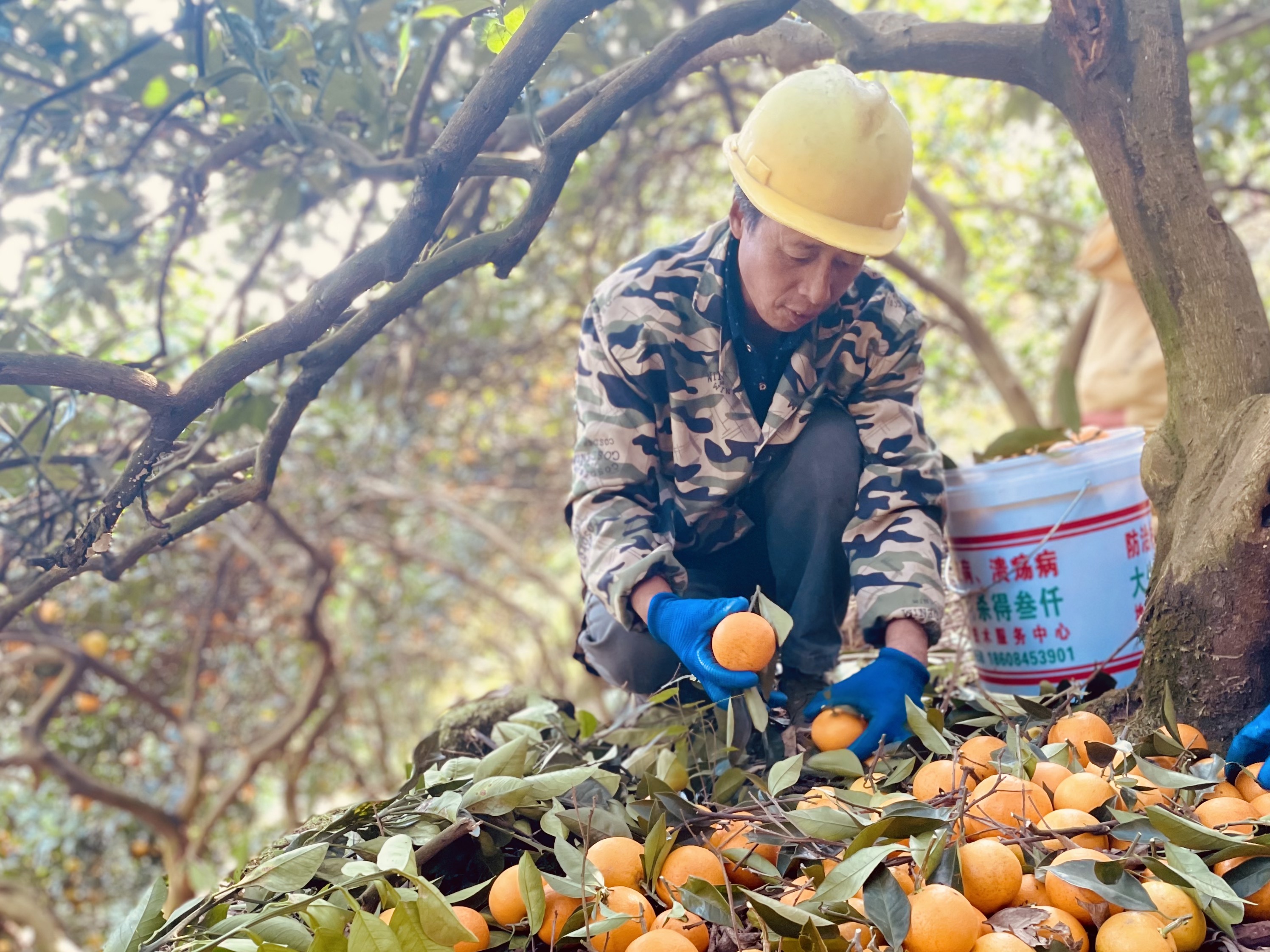 中国冰糖橙产业中心,湖南麻阳冰糖橙抖音旗舰店