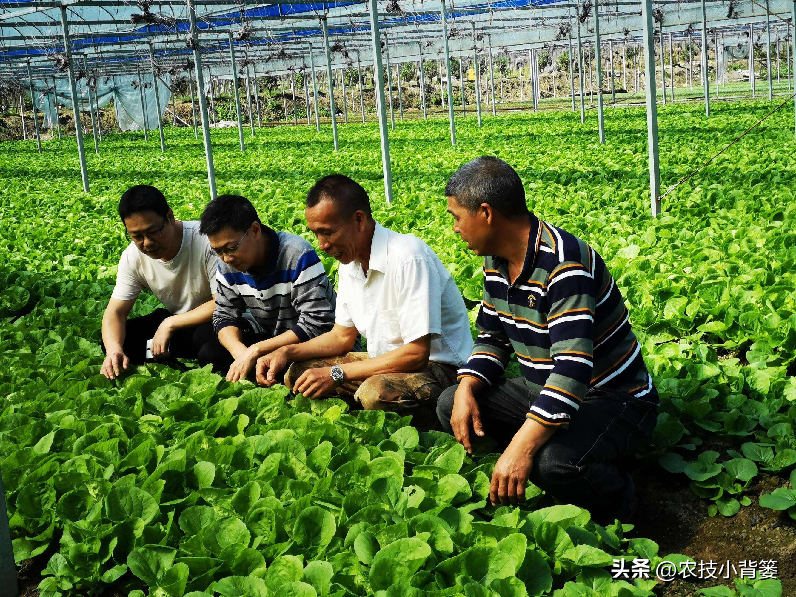 作物旺长怎么办,作物徒长问题及解决方案