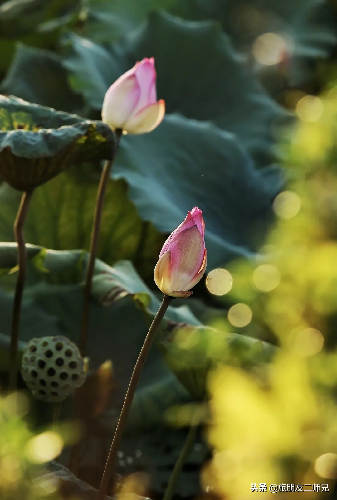 花都红山村自由行攻略,广州花都公园旅游攻略