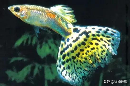 孔雀鱼品种详细介绍大全附图,最能繁殖的孔雀鱼是哪种品种