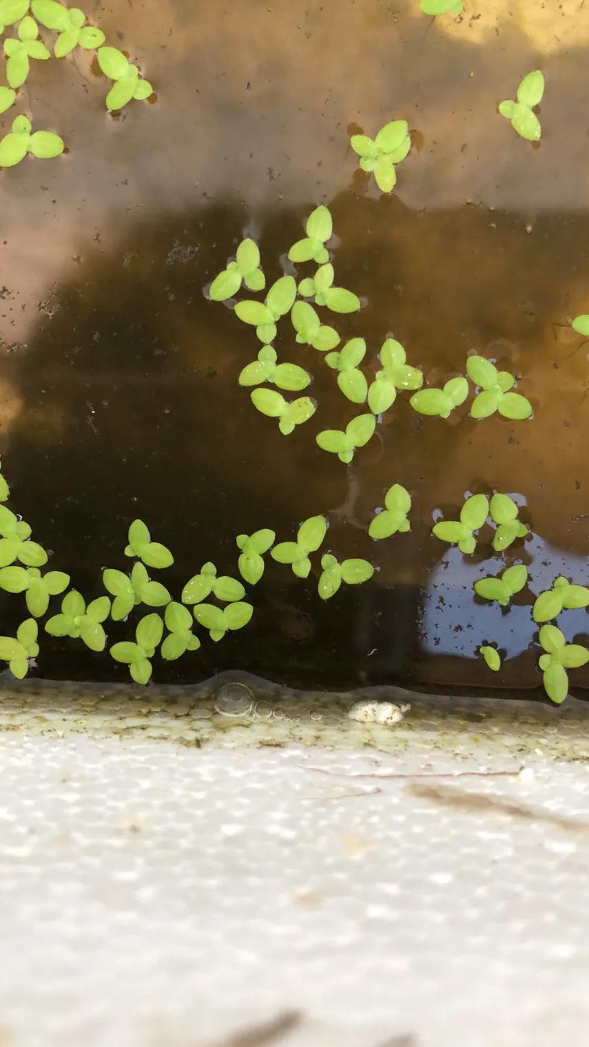 金鱼体表受伤擦什么药,金鱼体表粘液太多怎么办