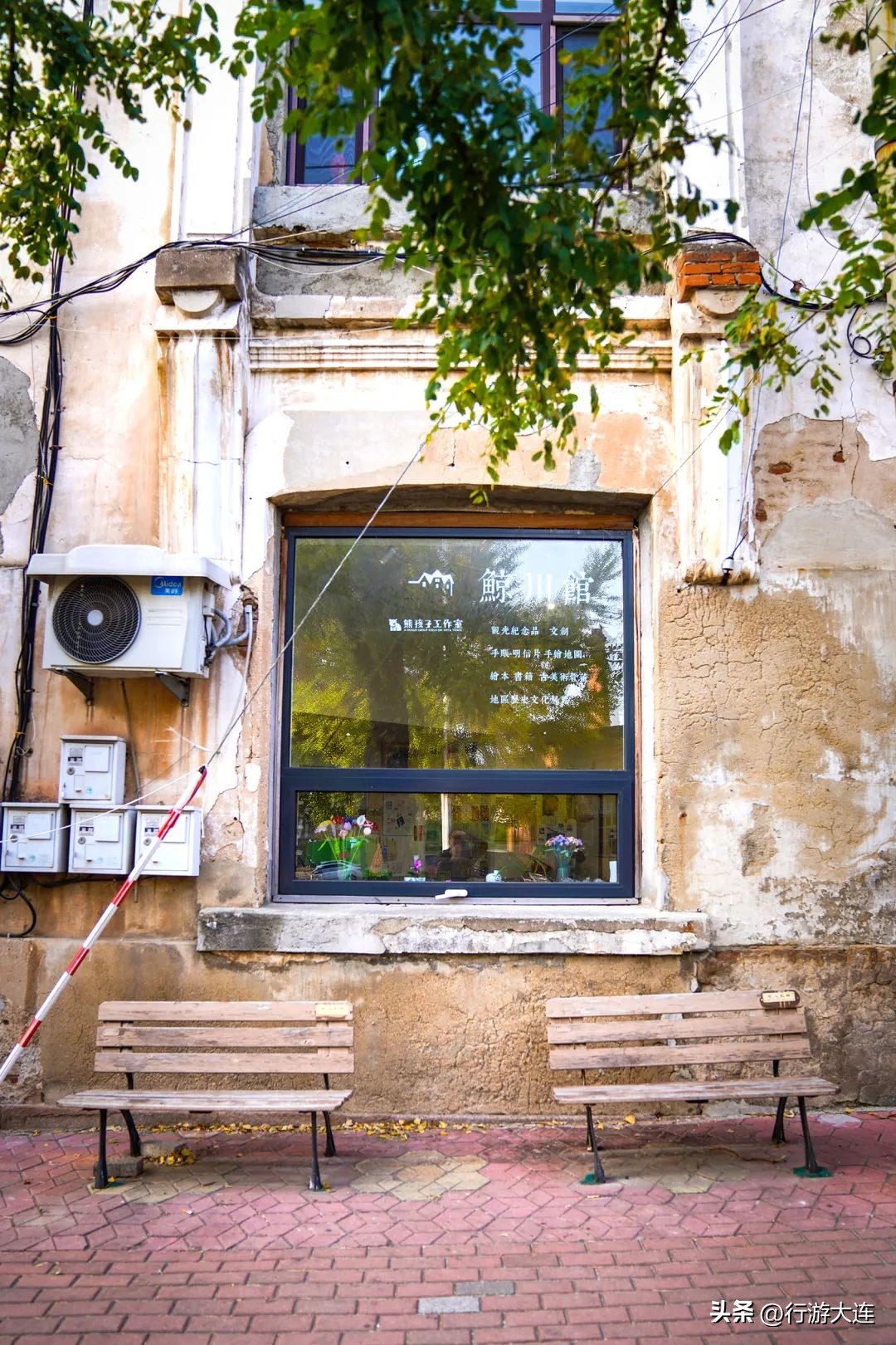 漫步银杏海~大连最美秋日在这里