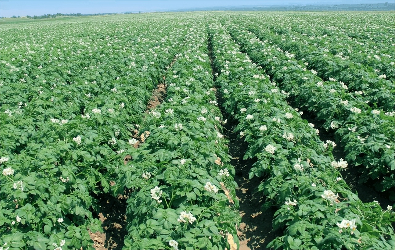 马铃薯传入欧洲为什么只用于观赏,马铃薯最早出现在欧洲的原因