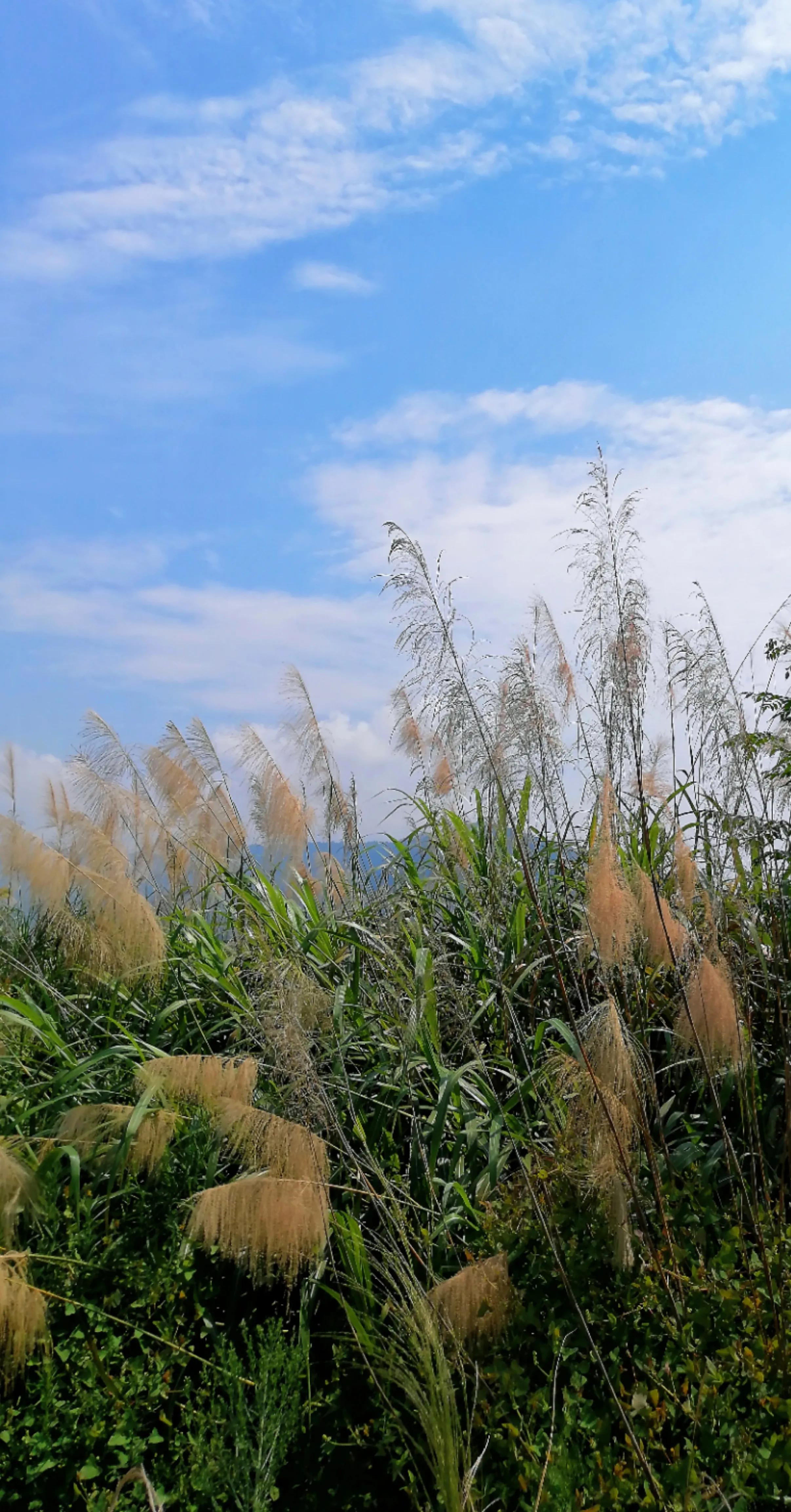 短篇小说风筝视频,短篇小说一只风筝