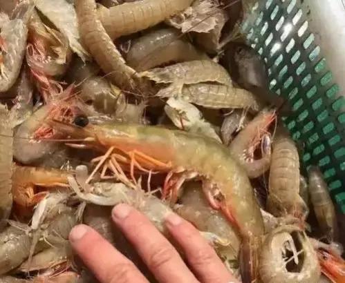 一月份连云港还有新鲜的海鲜吗,相约开海季一大波诱人海鲜来袭