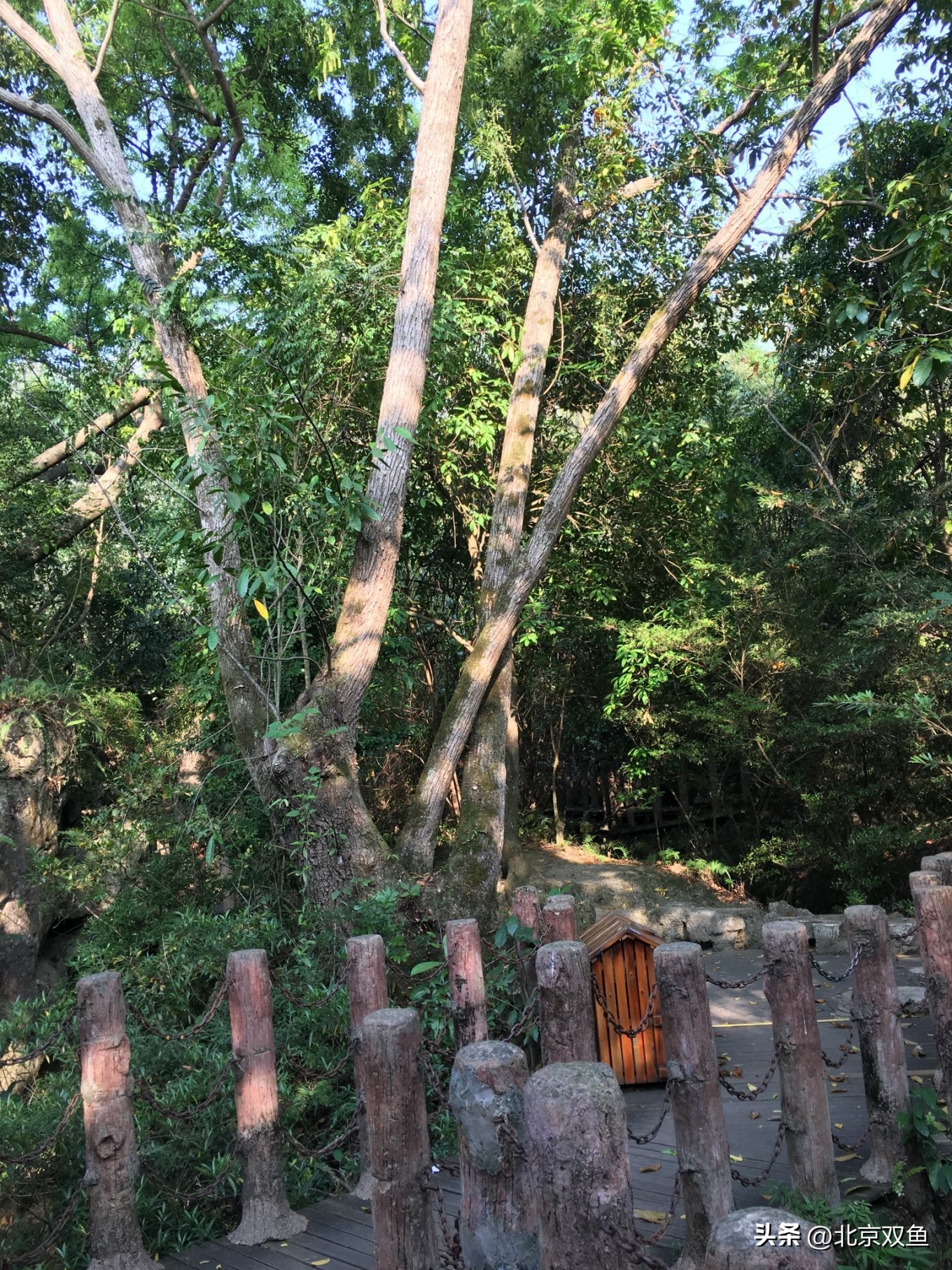 贵州黄果树最美的地方,贵州黄果树旅游攻略自由行