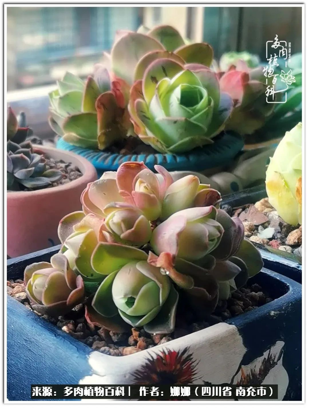 带刺的玫瑰阳台多肉,开花的玫瑰多肉