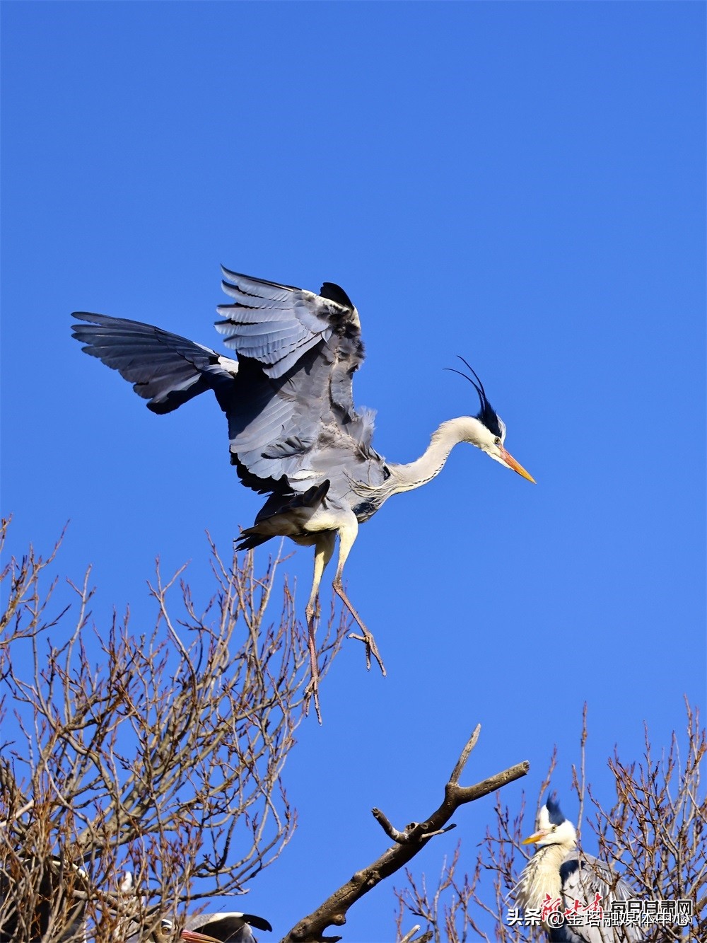 【镜观陇原】康乐晏家村：天蓝风清*光春**美苍鹭衔枝筑巢忙