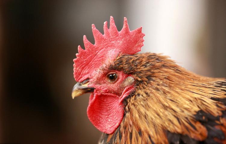 中国癌症高发，和猪肉有关吗？提醒：这6种肉，能不吃就不吃