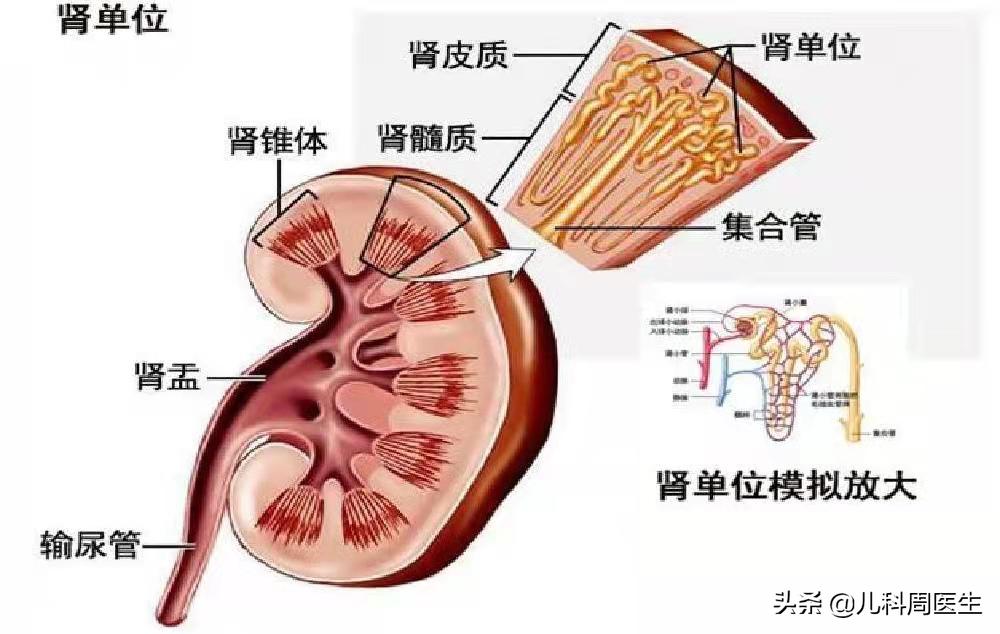 孩子睡醒眼睛浮肿眼袋也肿,小孩子睡一觉眼睛肿了已排除肾病