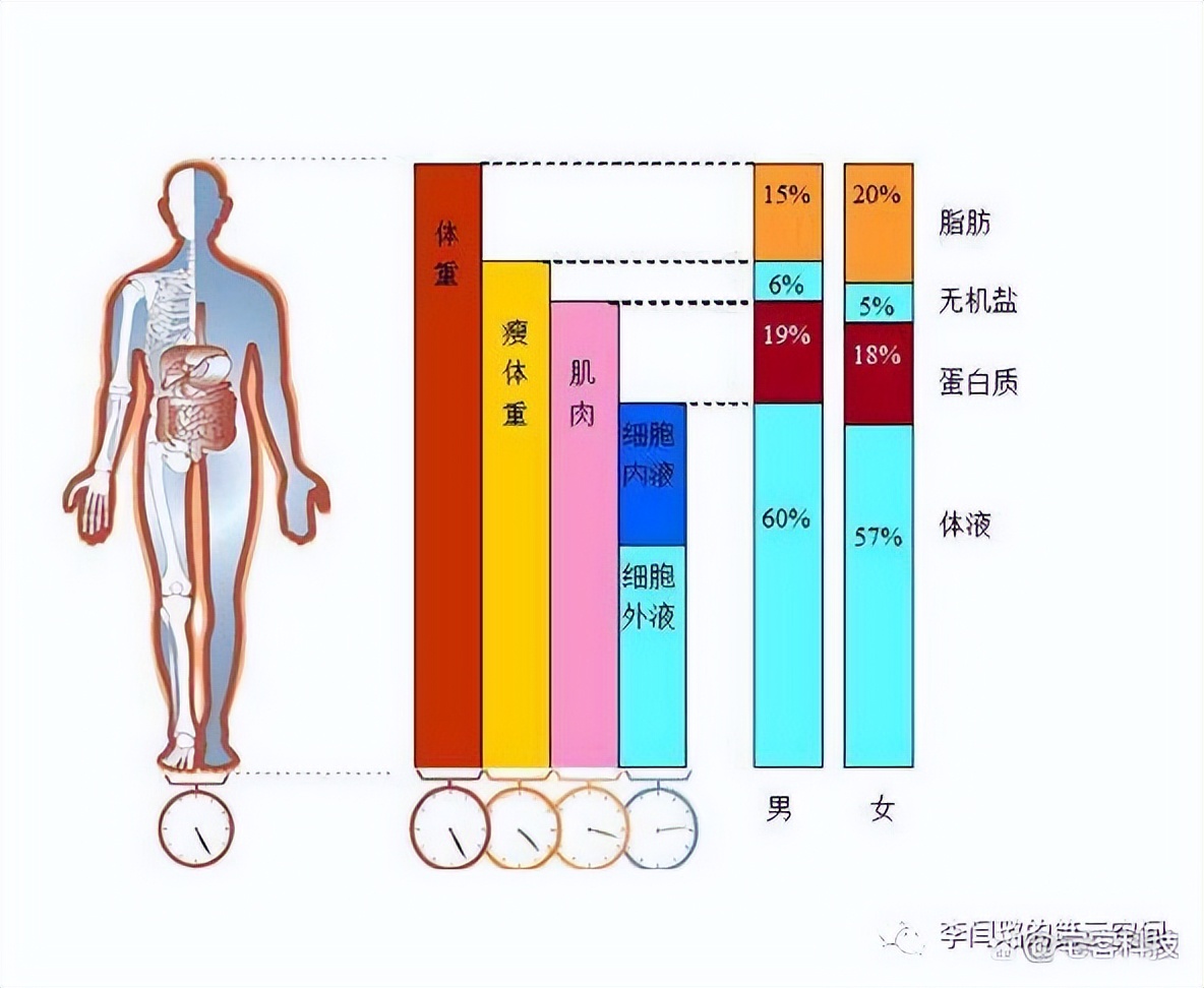 教你看懂检测报告,看懂体测报告中的骨骼肌与体脂