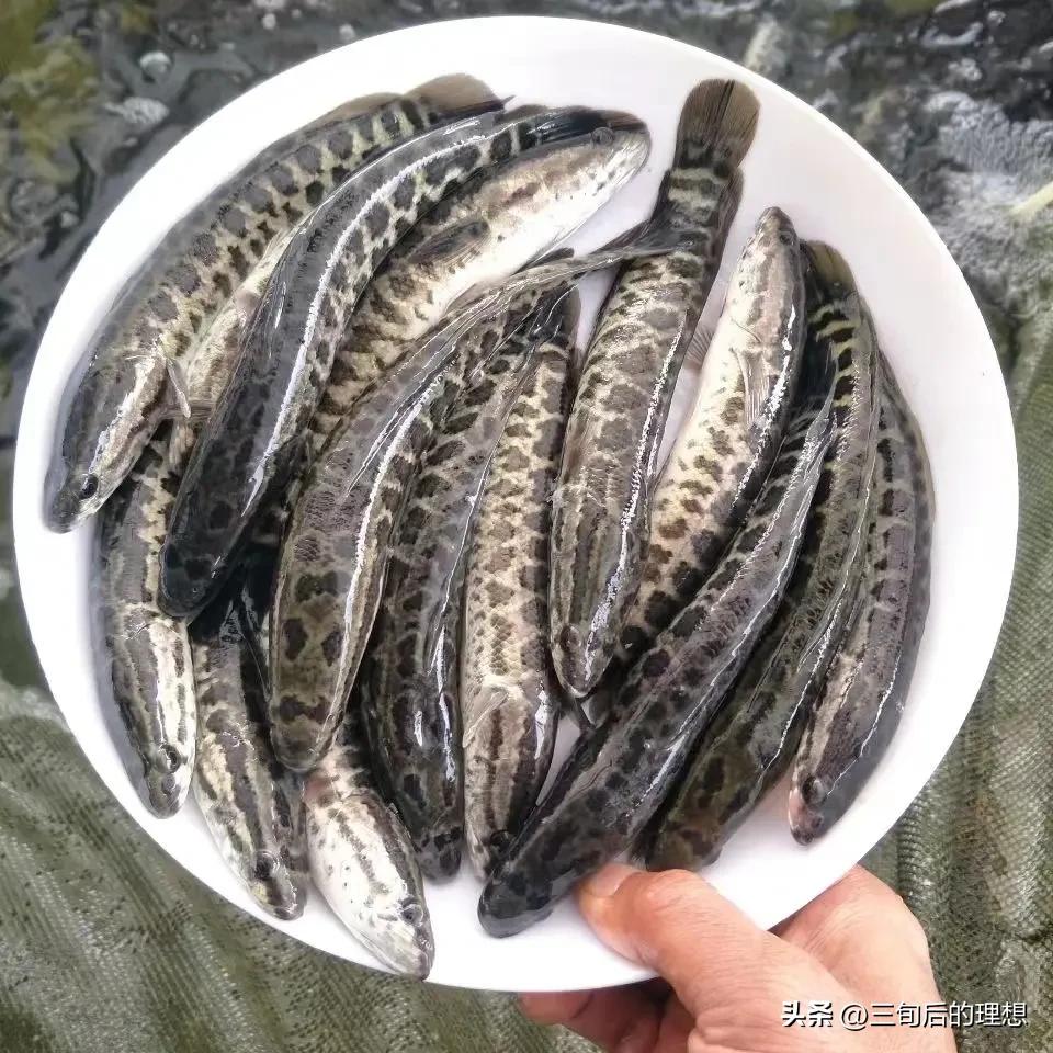 人工饲料和野生杂鱼,人工混合鱼饲料配方