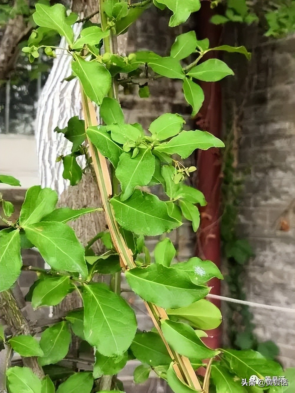 南蛇藤有几个品种图片,南蛇藤是干花吗