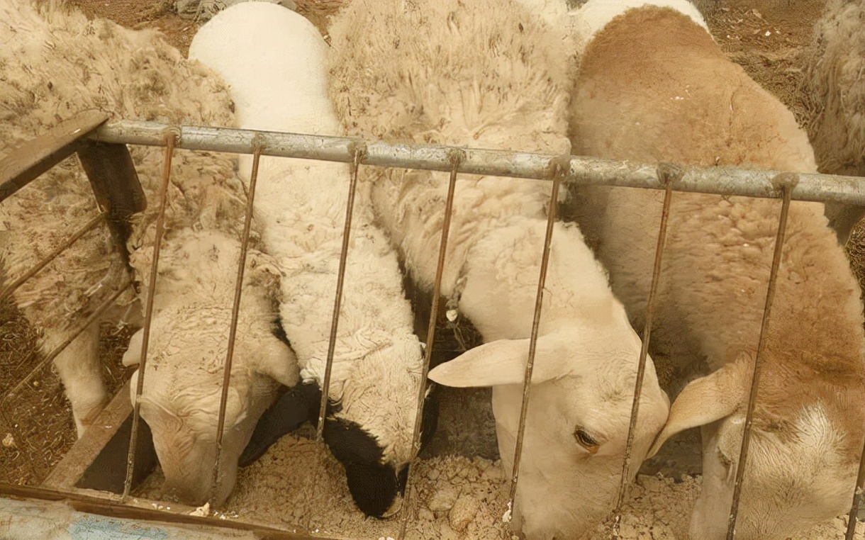 华牧生物养殖技术,羊的饲养管理与疾病