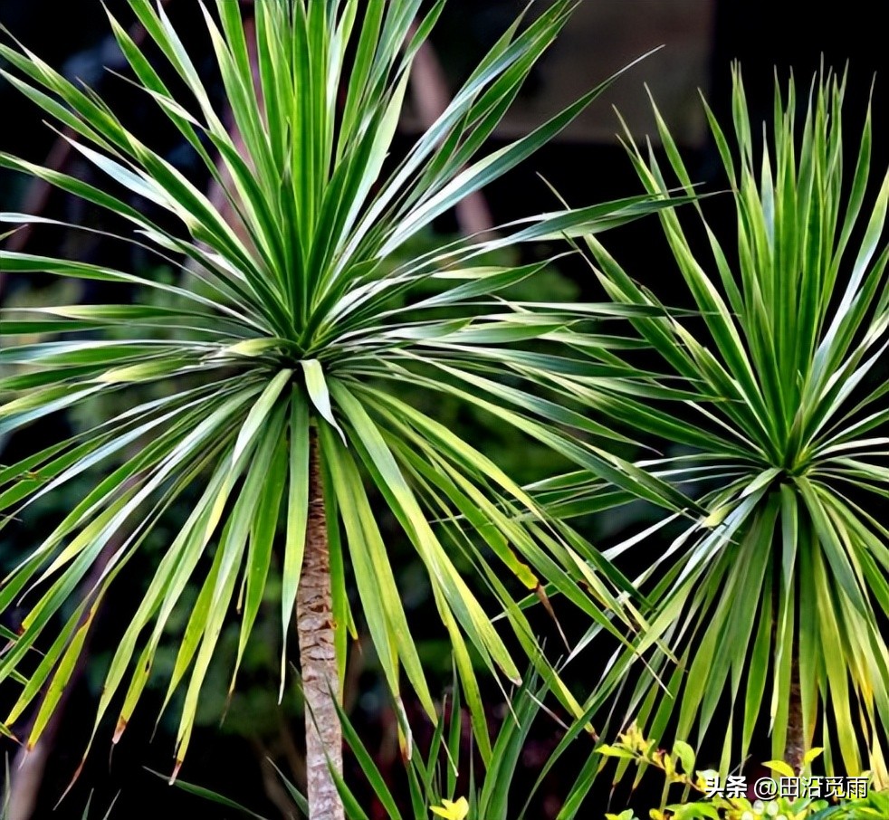 养龙血树的正确方法,龙血树如何才能枝繁叶茂不黄叶