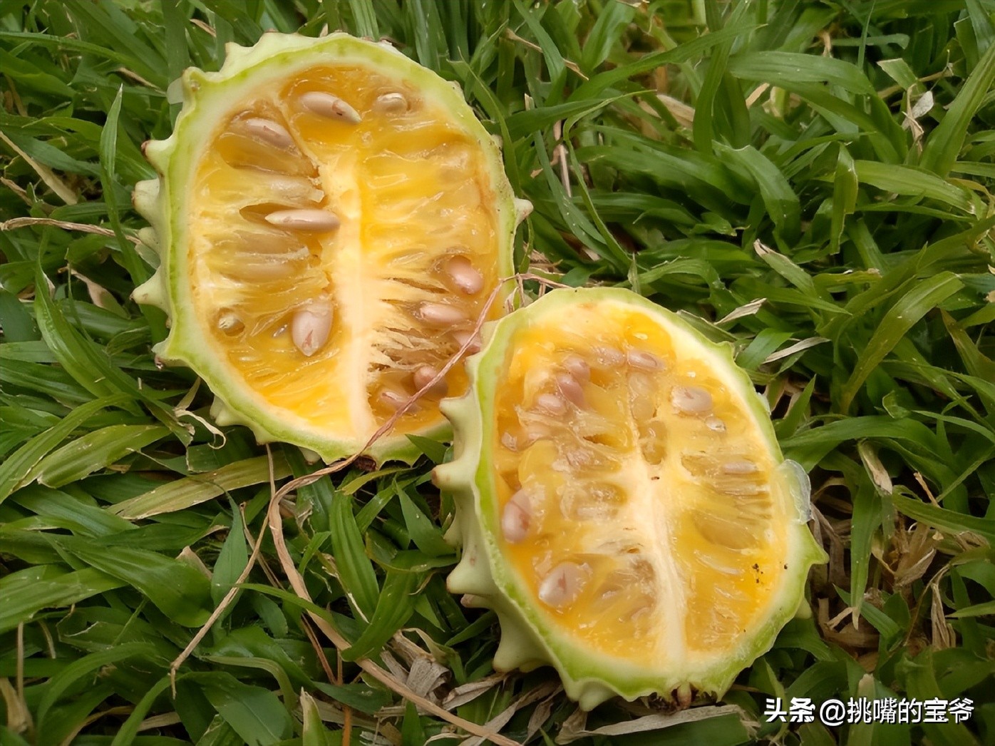 一身带刺长得像刺猬一样的西瓜，非洲沙漠中的水果——大羚羊瓜