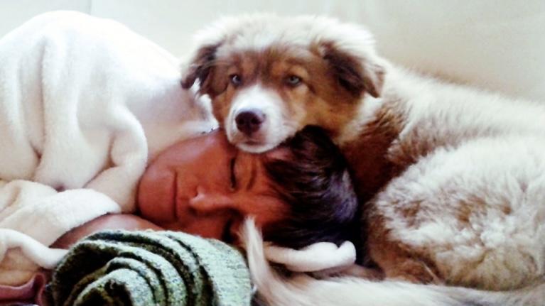 狗狗全身起了黑色斑点是什么原因,狗狗身上有结痂红疹是怎么回事