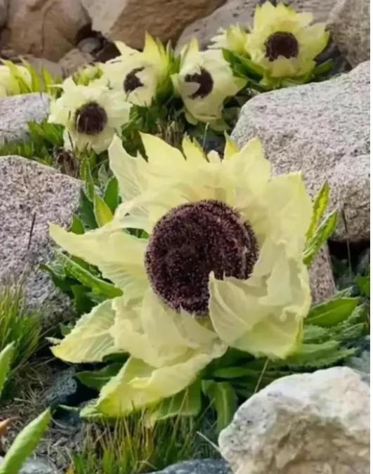 *疆新**开的最早的花——白番红花