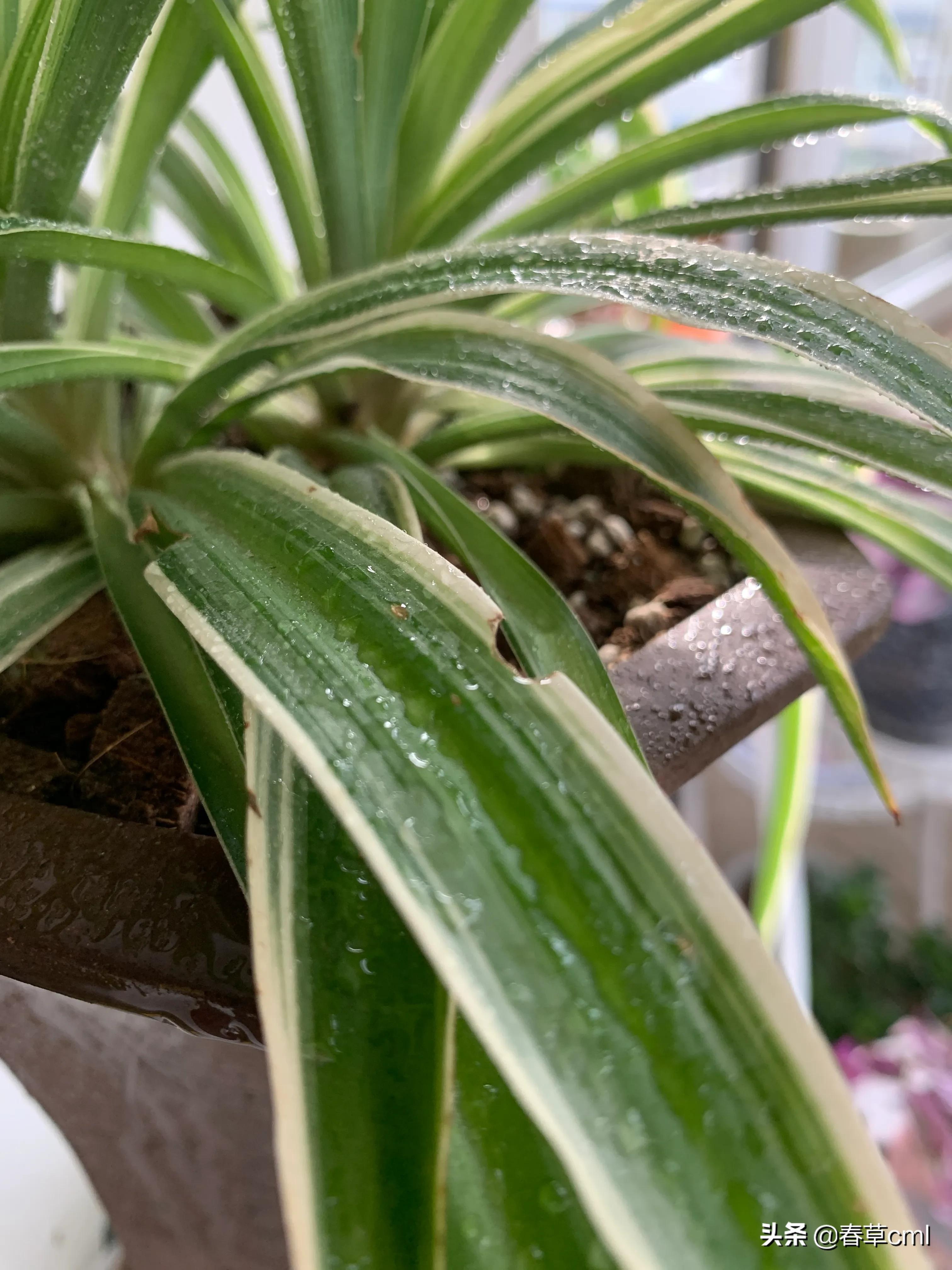 家里的花都被猫弄了怎么办,家里的花被别人摘了怎么办