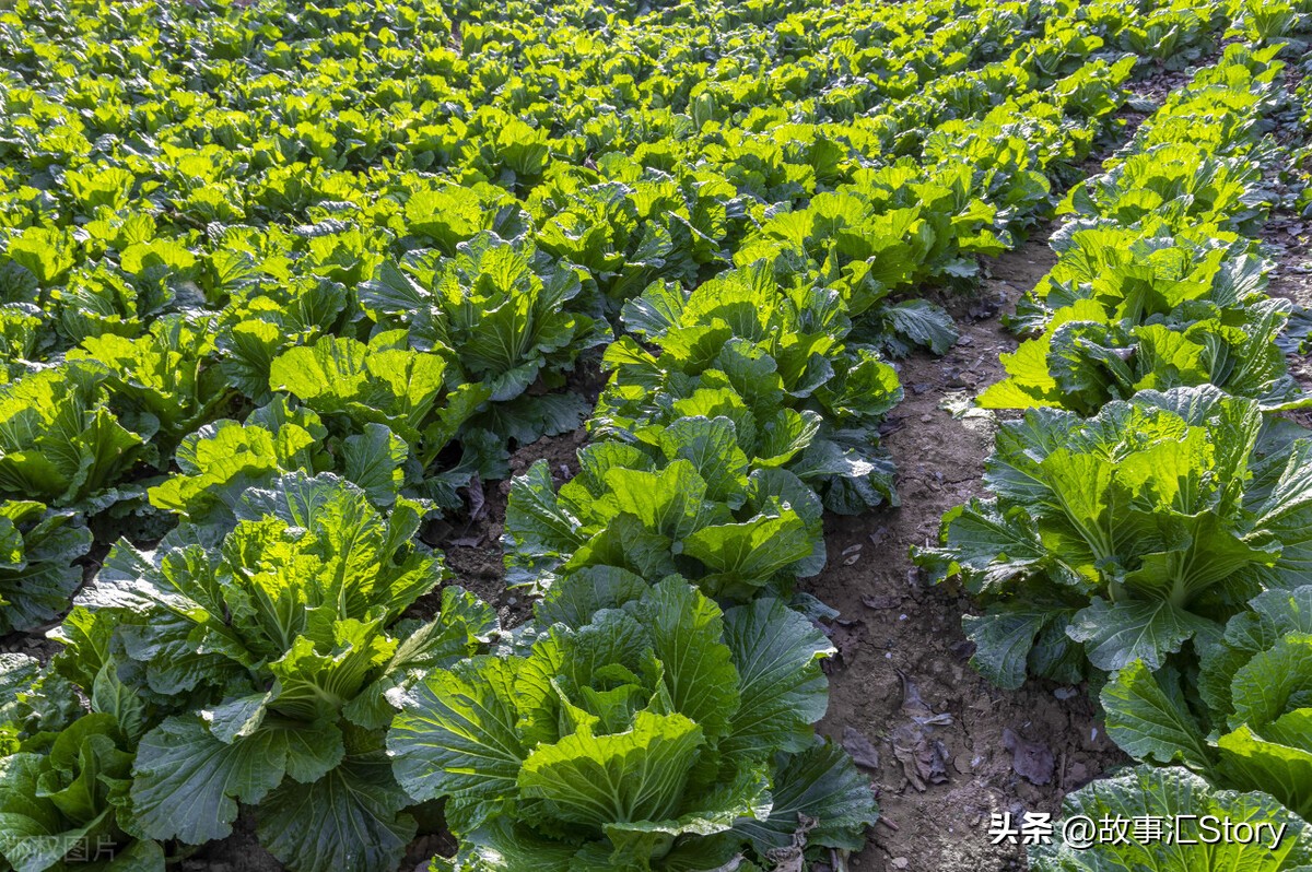 安徽夫妇在俄罗斯远东种菜，销售大白菜的时候被韩国人摆了一道