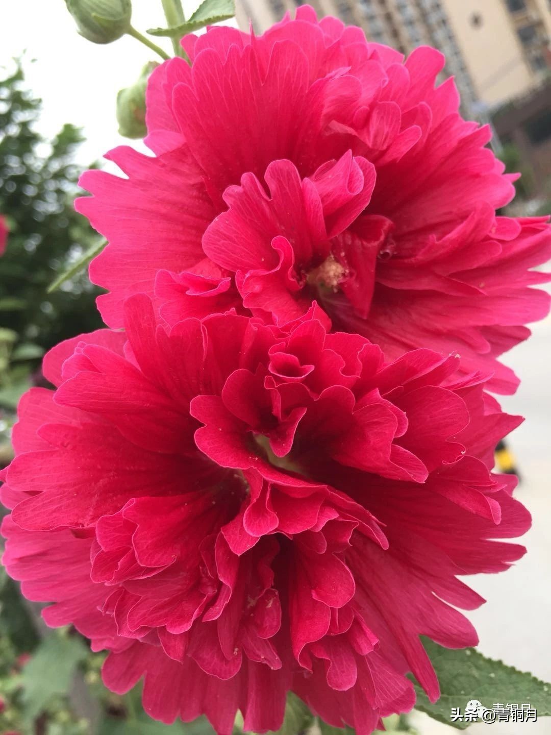 穆桂英之十二寡妇征西第24集下,扬琴戏穆桂英十二寡妇征西13集