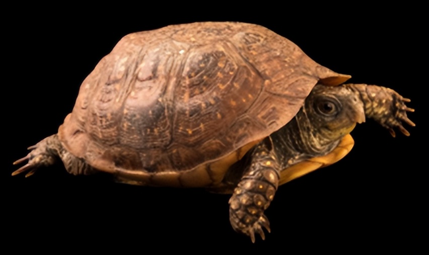 箱龟种类及图片,箱龟品种大全