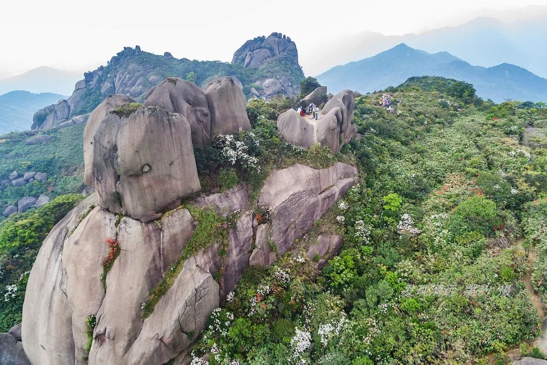广州增城高山杜鹃,高山杜鹃广州