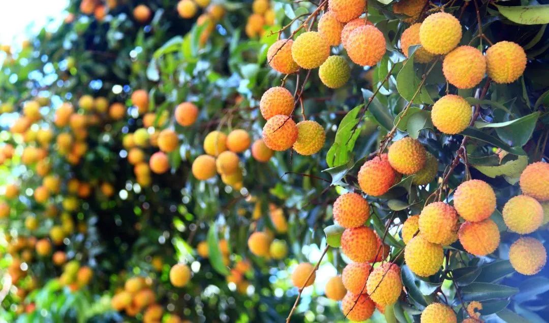 端午假期光明活动超精彩！音乐live、摘荔枝、包粽子……等你解锁！